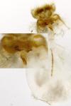 Cnephasia genitalana