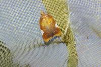 Acleris holmiana