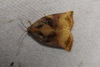 Archips podana