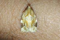 Archips xylosteana