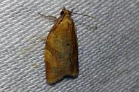 Clepsis consimilana