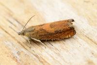 Dichrorampha vancouverana
