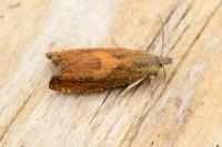 Dichrorampha vancouverana