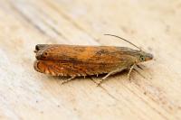Dichrorampha vancouverana