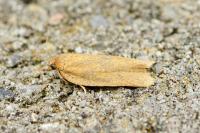 Aphelia viburnana