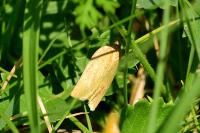 Aphelia viburnana