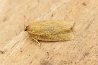 Aphelia viburnana