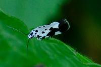 Ethmia quadrillella