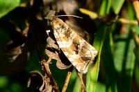 Celypha rivulana