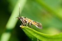 Pancalia leuwenhoekella