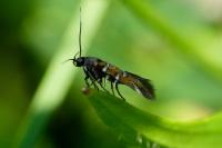 Pancalia leuwenhoekella