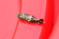 Elachista consortella