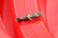 Elachista consortella