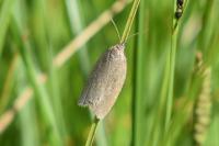 Aphelia viburnana