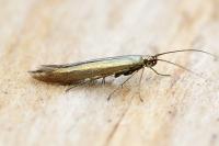 Coleophora alcyonipennella