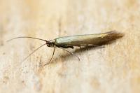 Coleophora alcyonipennella