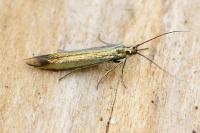 Coleophora alcyonipennella