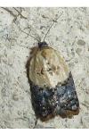 Acleris variegana