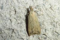 Dichomeris limosella
