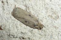 Agonopterix yeatiana