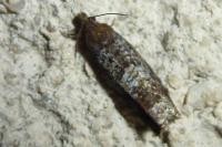 Ancylis achatana
