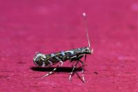 Parectopa ononidis
