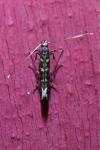 Parectopa ononidis