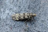 Bryotropha domestica