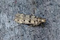 Bryotropha domestica
