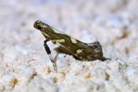 Calybites phasianipennella