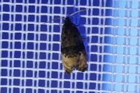 Metendothenia atropunctana
