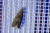 Dichrorampha simpliciana