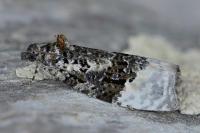 Apotomis betuletana