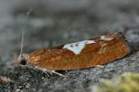 Epinotia solandriana