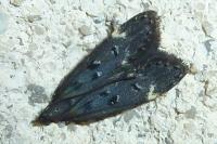 Dichomeris alacella