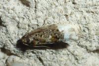Hedya nubiferana