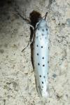 Yponomeuta evonymella