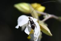 Adela australis