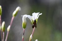 Adela australis
