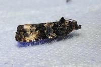 Endothenia