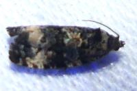 Endothenia