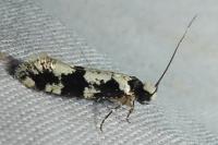 Neurothaumasia ankerella