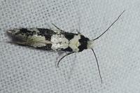 Neurothaumasia ankerella