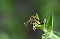 Chamaesphecia tenthrediniformis/empiformis