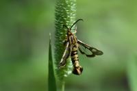 Chamaesphecia tenthrediniformis/empiformis