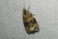 Celypha lacunana