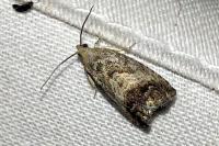Cydia splendana