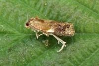 Ditula angustiorana