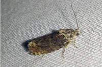 Eudemis profundana