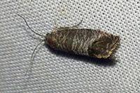 Cydia pomonella